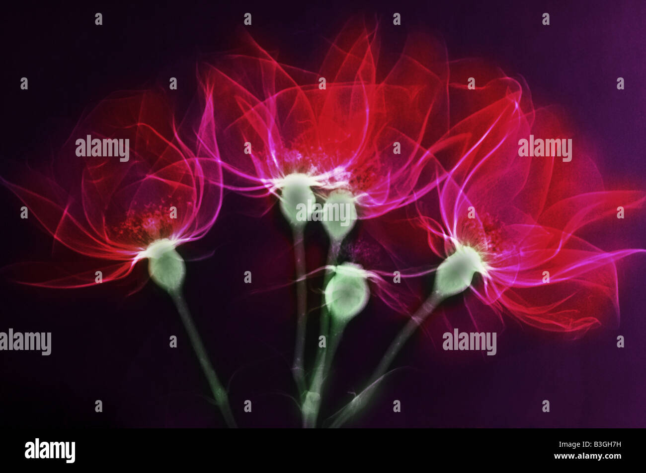 Xray of roses Stock Photo Alamy