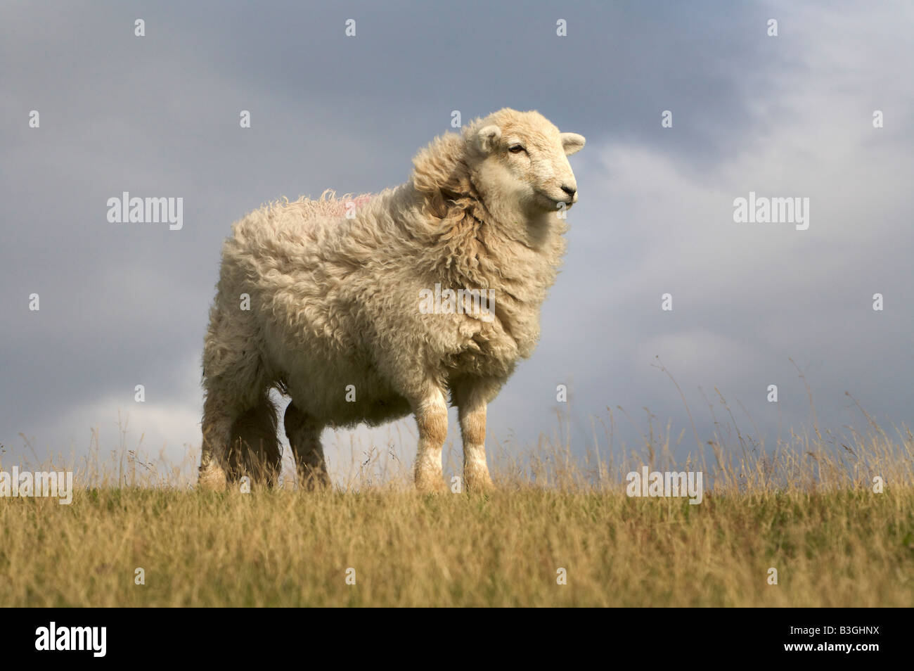 Sheep on Hill Stock Photo