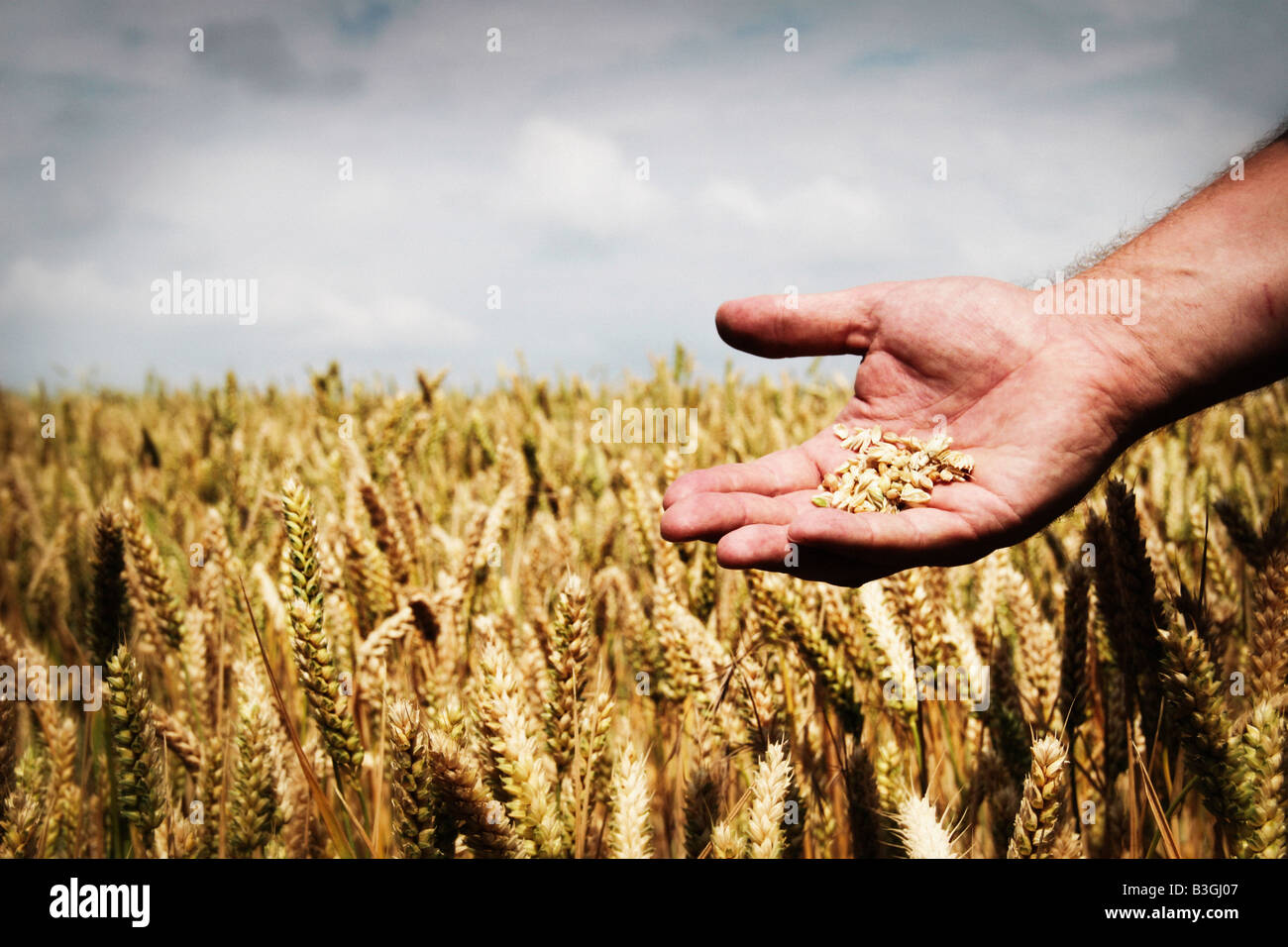 wheat grain in a farmers hand Stock Photo Alamy