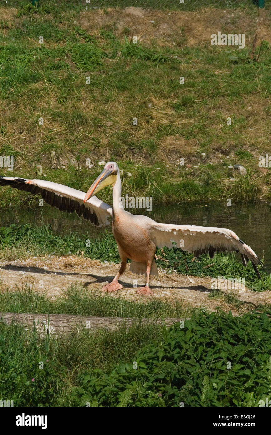 Eastern White Pelican resting on the land near the water Stock Photo ...