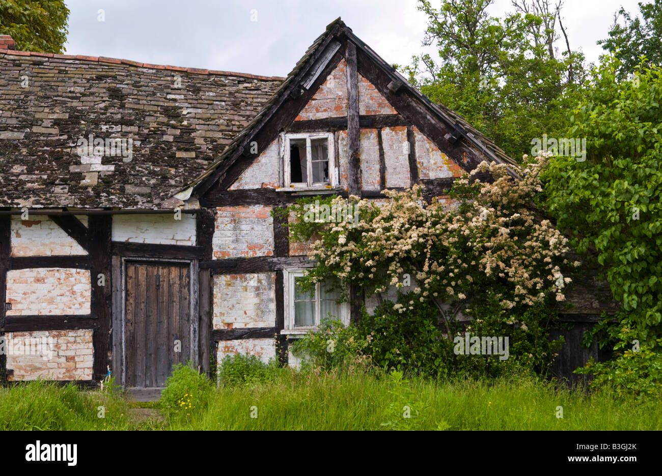 Derelict black and white timber framed cottage on roadside in Herefordshire Stock Photo