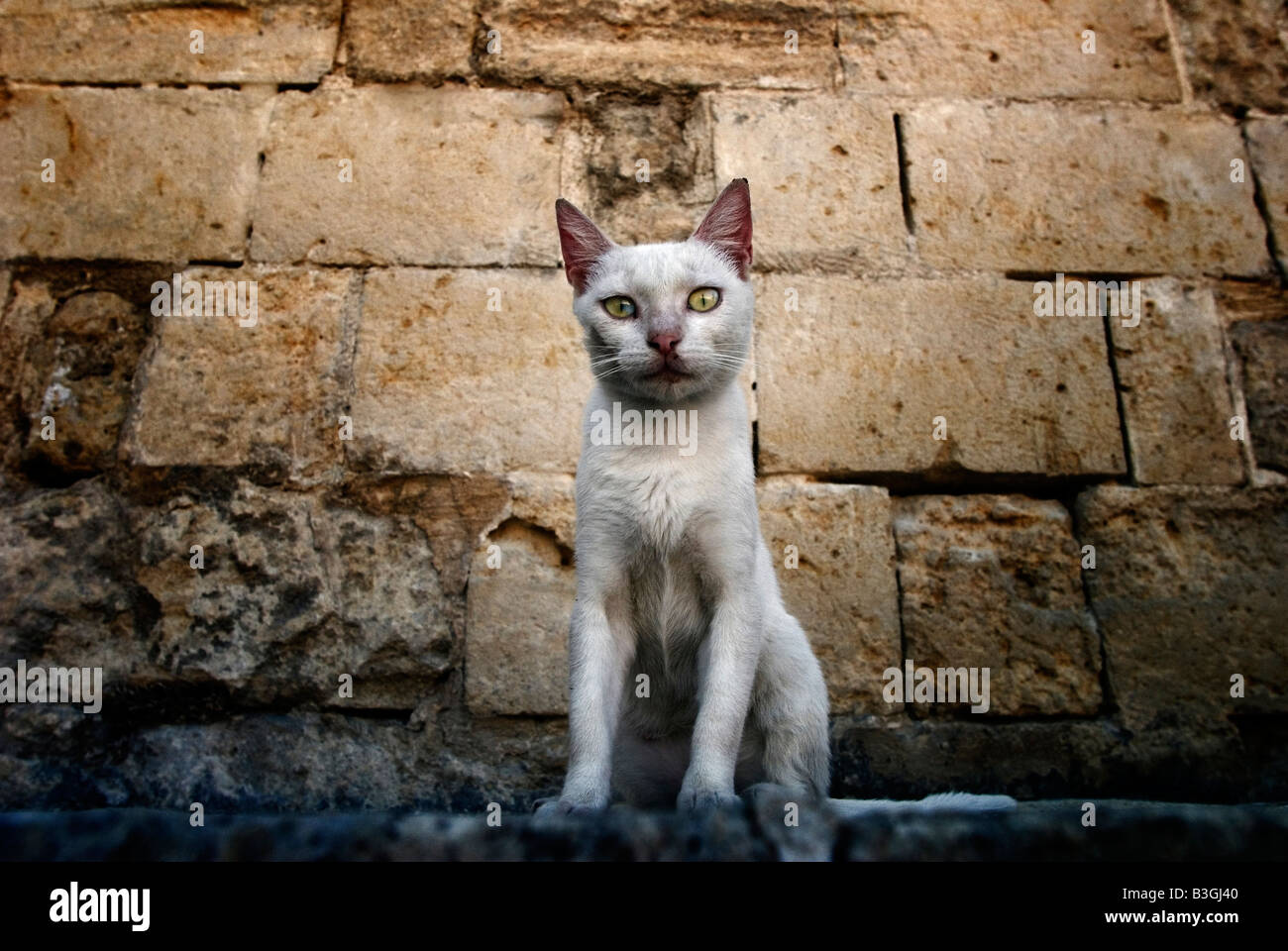 Italy, Stray white cat Stock Photo
