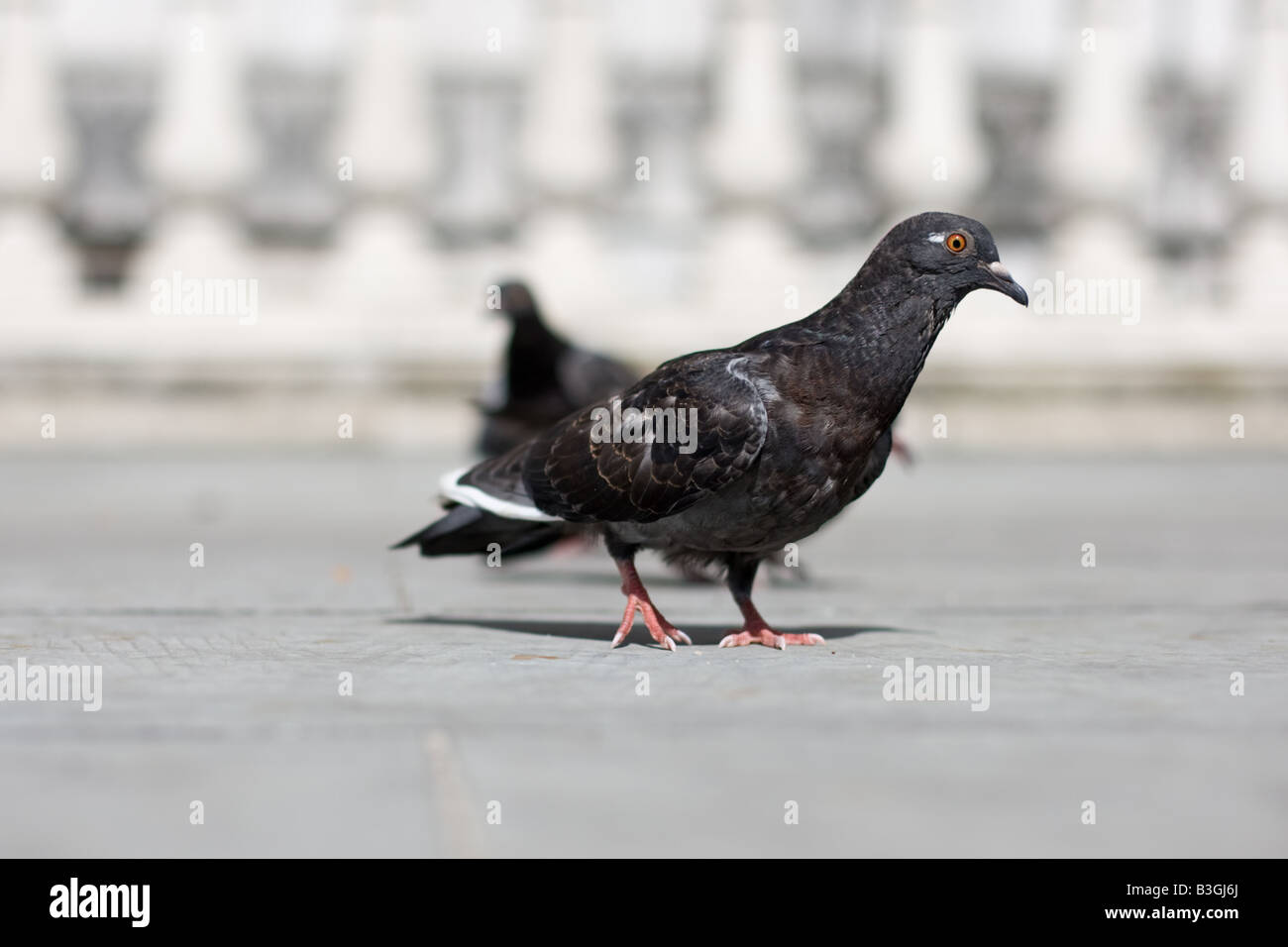 London feral pigeon with narrow depth of field Stock Photo