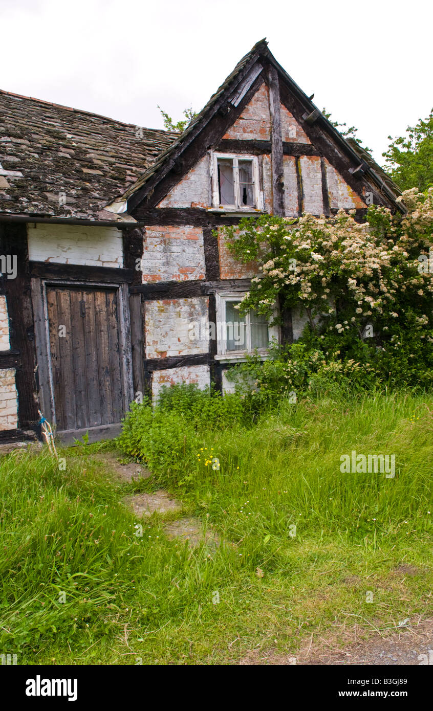 Derelict black and white timber framed cottage on roadside in Herefordshire England UK Stock Photo