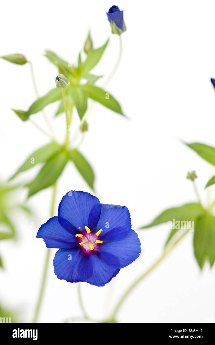 Anagallis monellii 'Skylover' or Blue Pimpernel plant in bloom against a white background Stock Photo