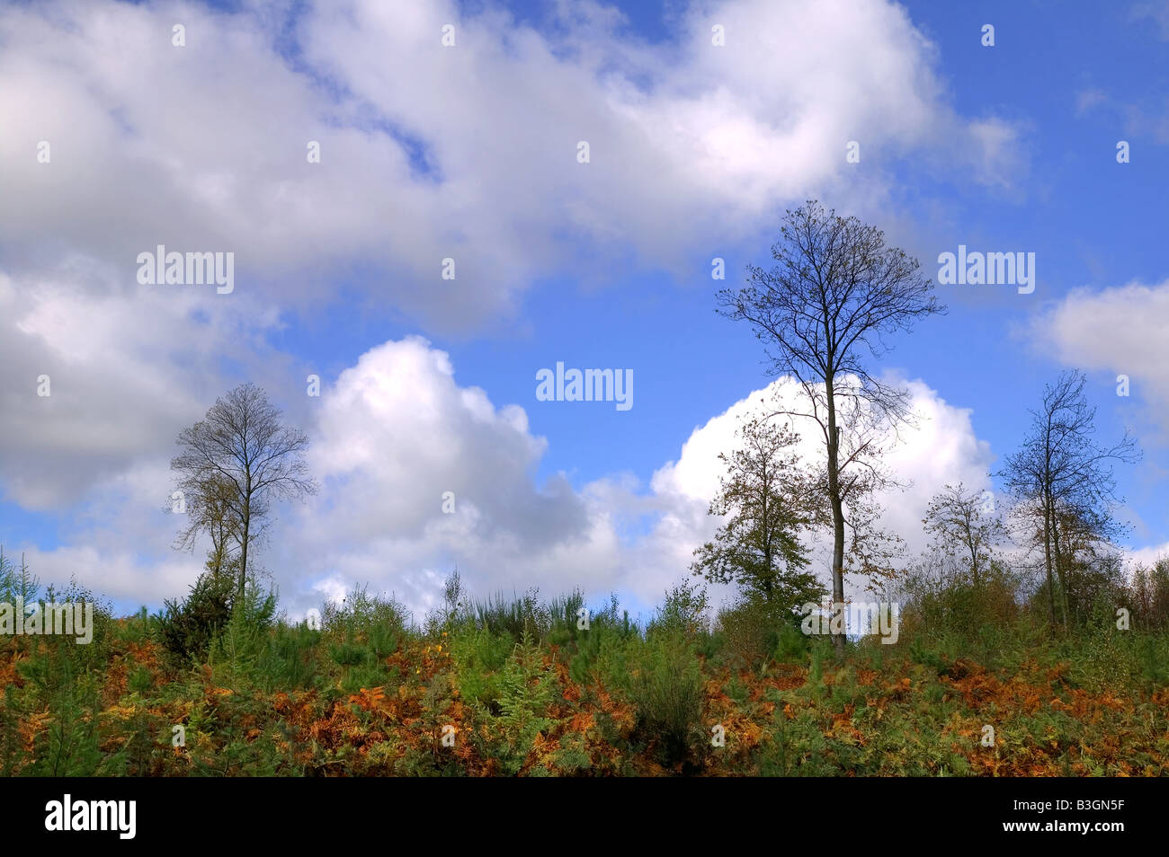 Woodland scene looking at the horizon during autumn Stock Photo