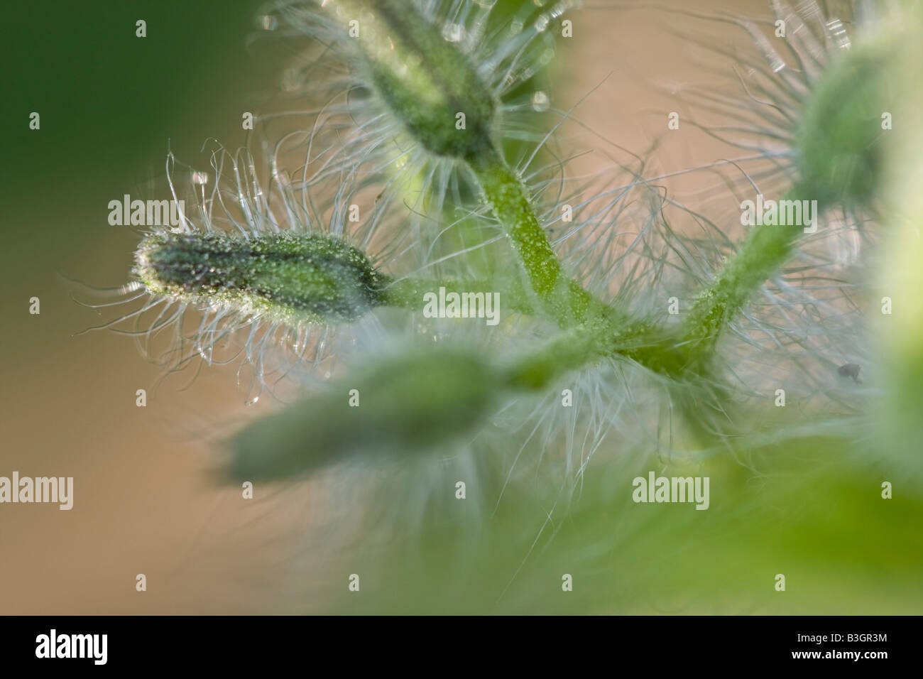 Closeup of Tomato plant flower buds Stock Photo Alamy