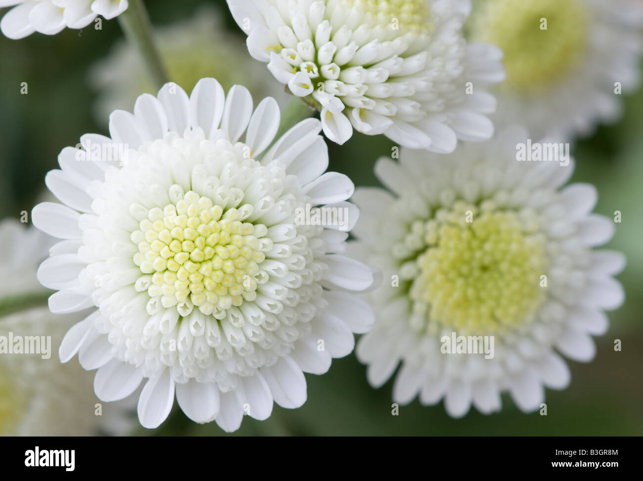 white flowers Stock Photo
