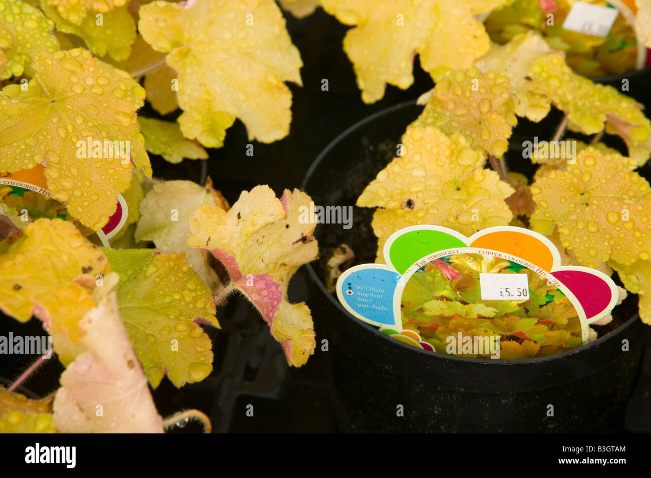 plants growing at a garden centre near Bodmin Cornwall UK Stock Photo