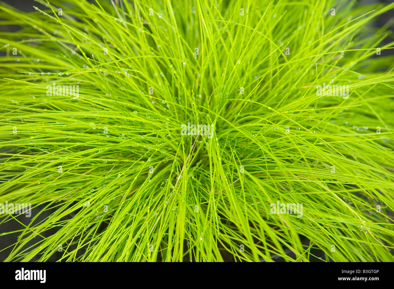 plants growing at a garden centre near Bodmin Cornwall UK Stock Photo