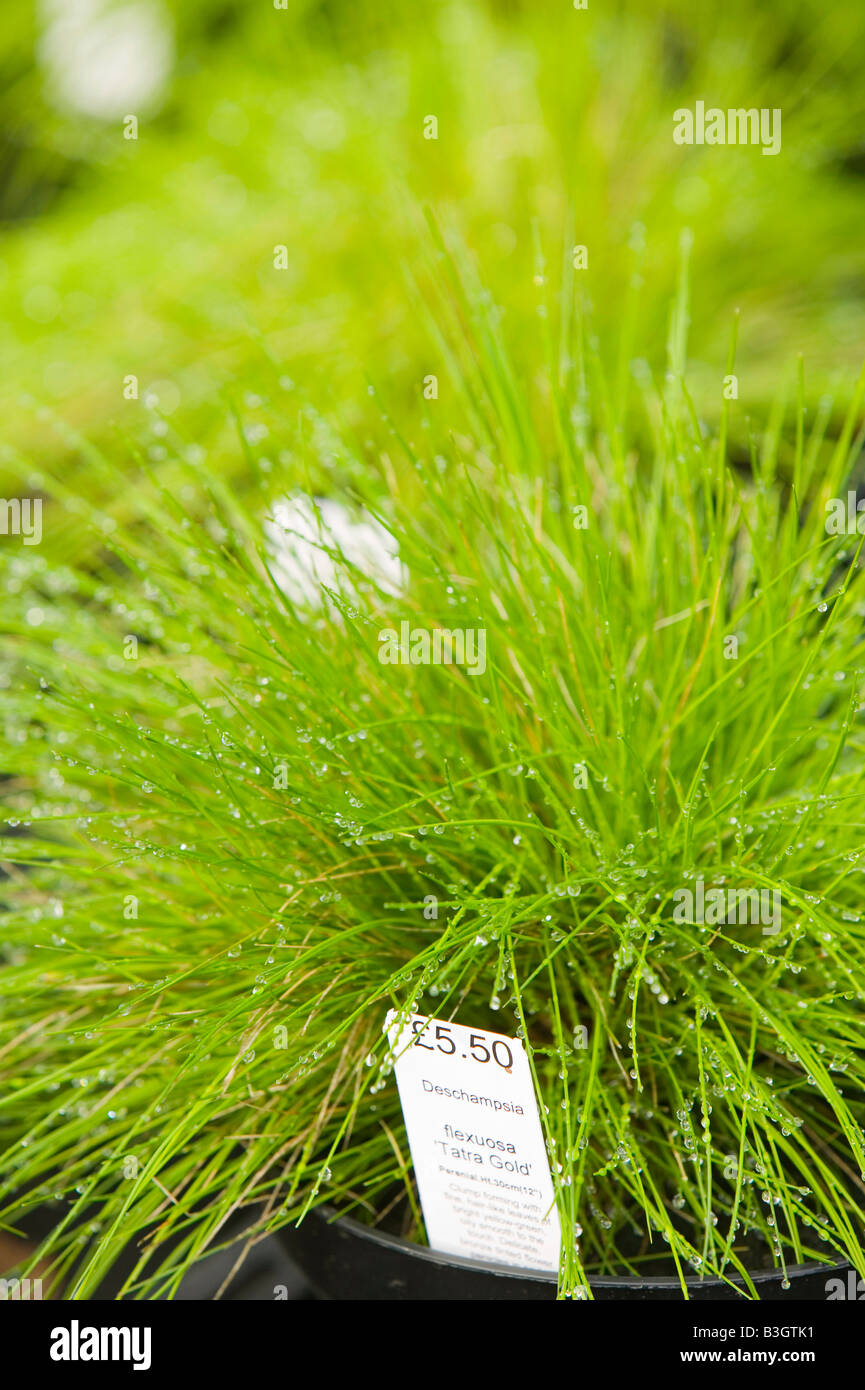 plants growing at a garden centre near Bodmin Cornwall UK Stock Photo