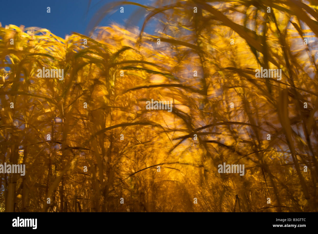 Elephant Grass or miscanthus, Ravensthorpe, Northamptonshire, England