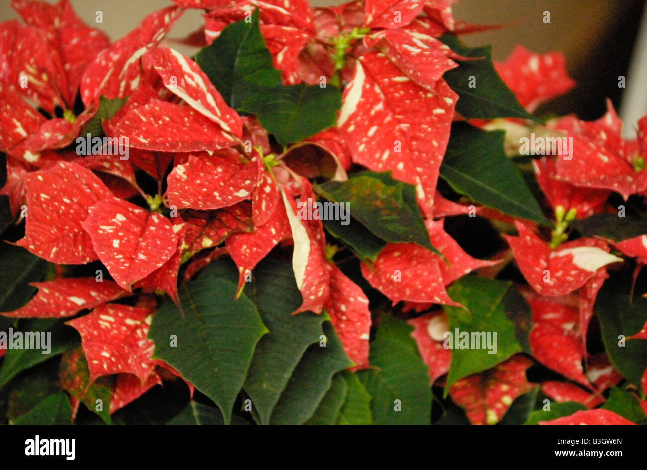 Senora White Glitter Poinsettia Stock Photo - Alamy