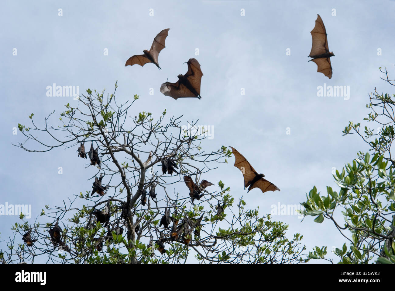 A massive colony of Flying foxes near to Riung ( Flores - Indonesia). Une énorme colonie de Roussettes près de Riung (Indonésie) Stock Photo