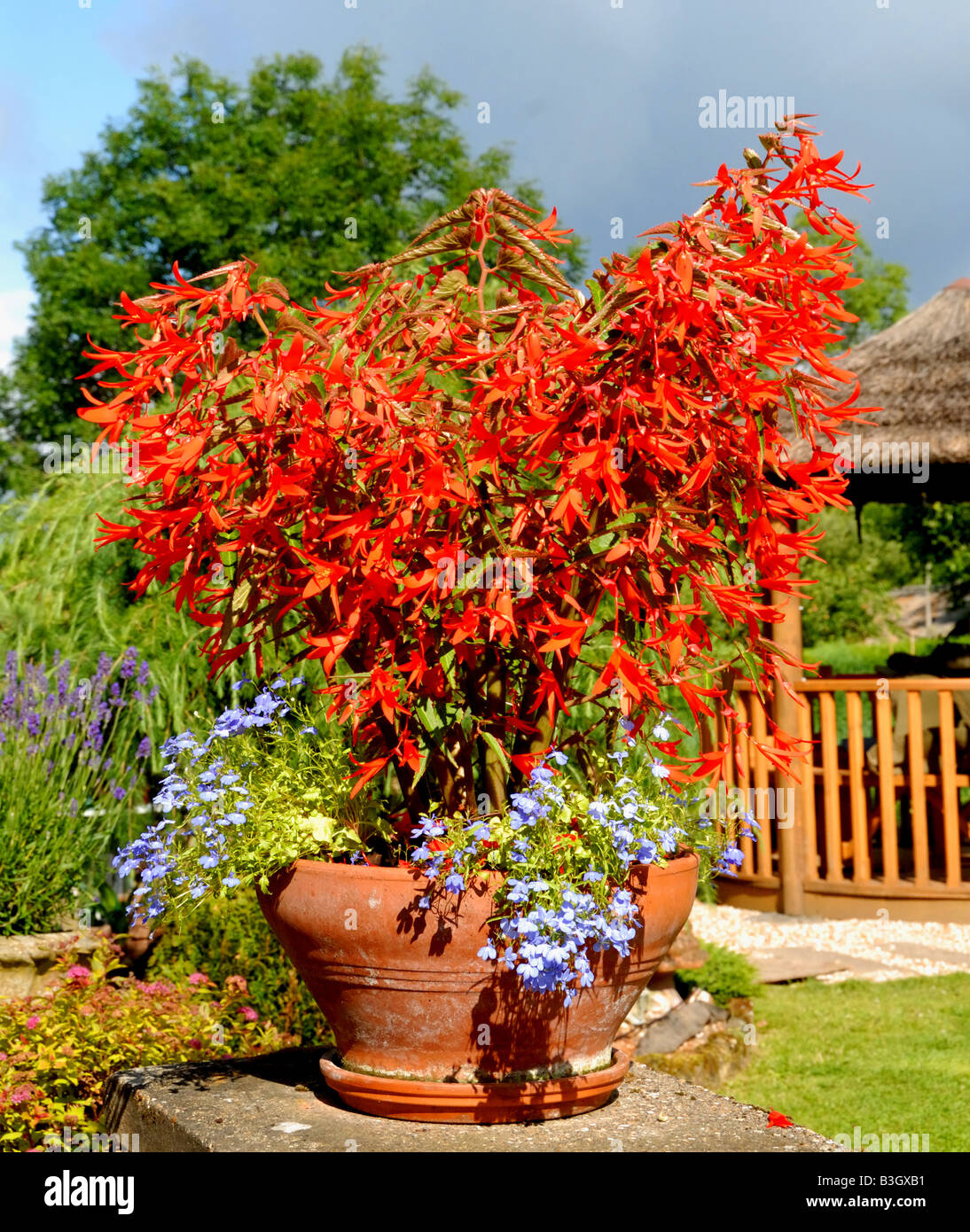 Flame red begonia in a pot in a country garden in England during the summer Stock Photo