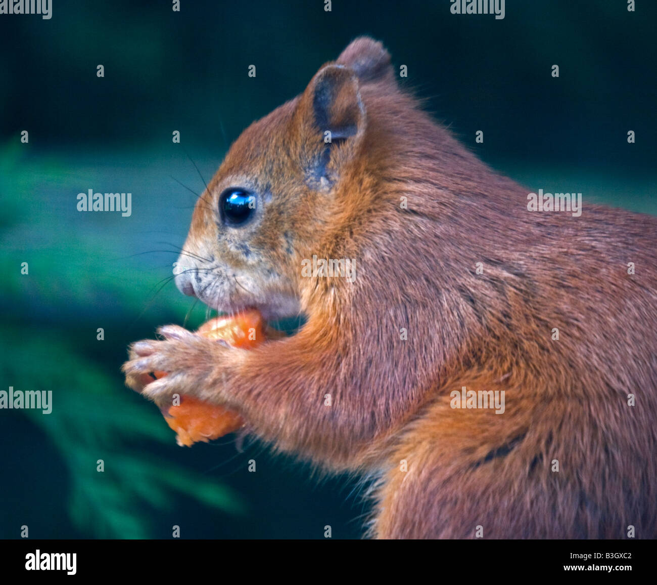 Red Squirrel (Sciurus Vulgaris) eating a carrot Stock Photo