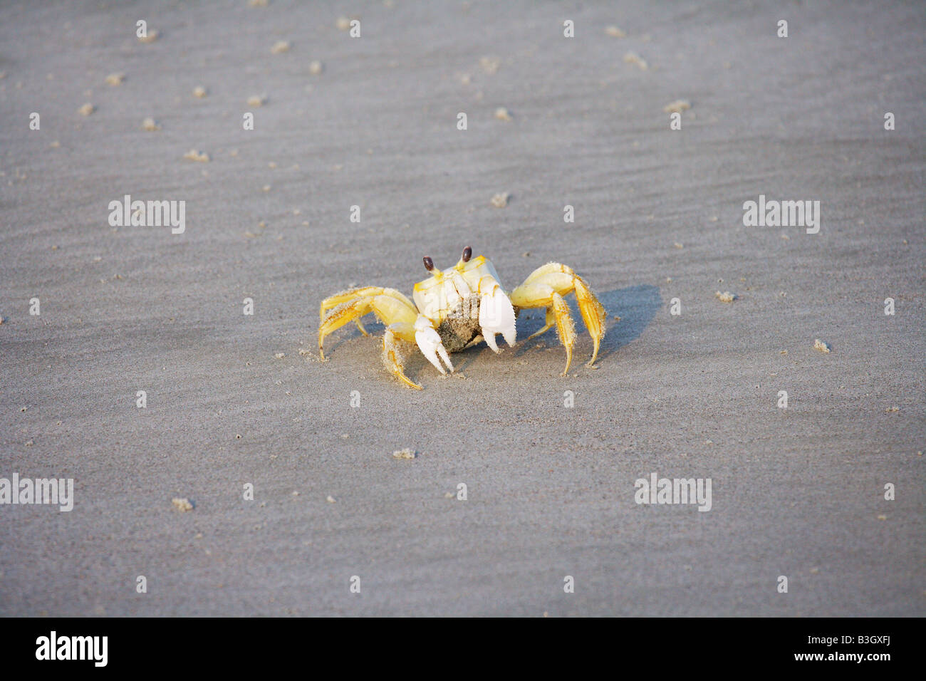 A ghost crab on the beach at Cumberland Island National Seashore Stock Photo