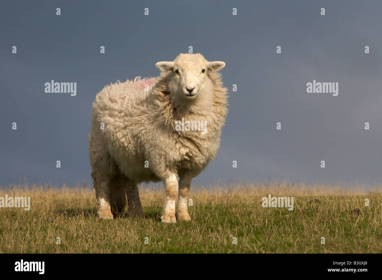 Sheep on Hill Stock Photo