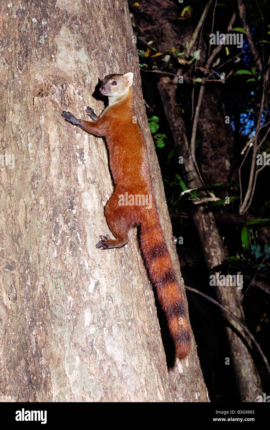 Ring Tailed Mongoose
