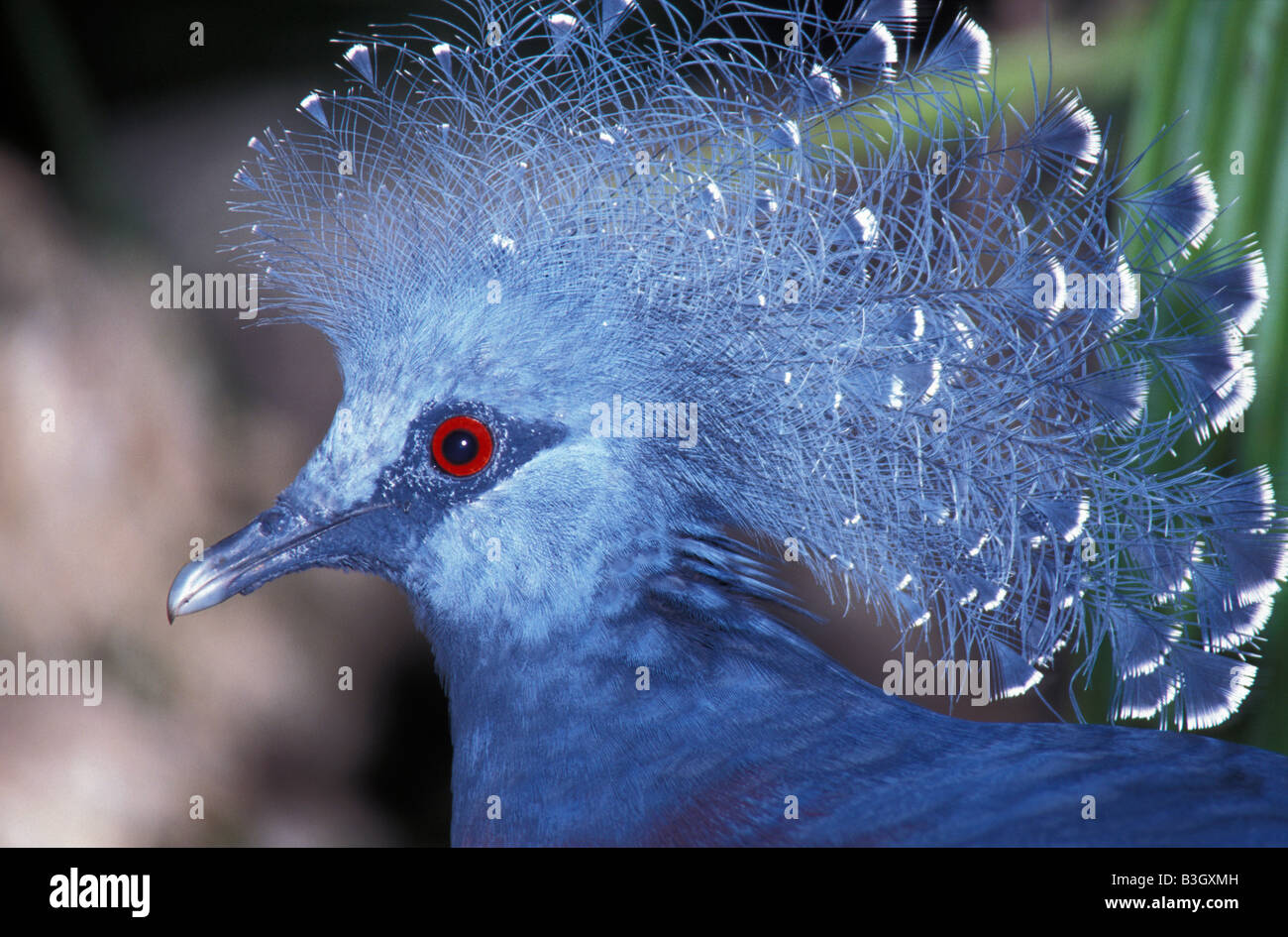goura couronne Common crowned pigeon Goura cristata Papua New Guinea Tari Huli Highlands Action Actions Adult Adults Alone Anima Stock Photo