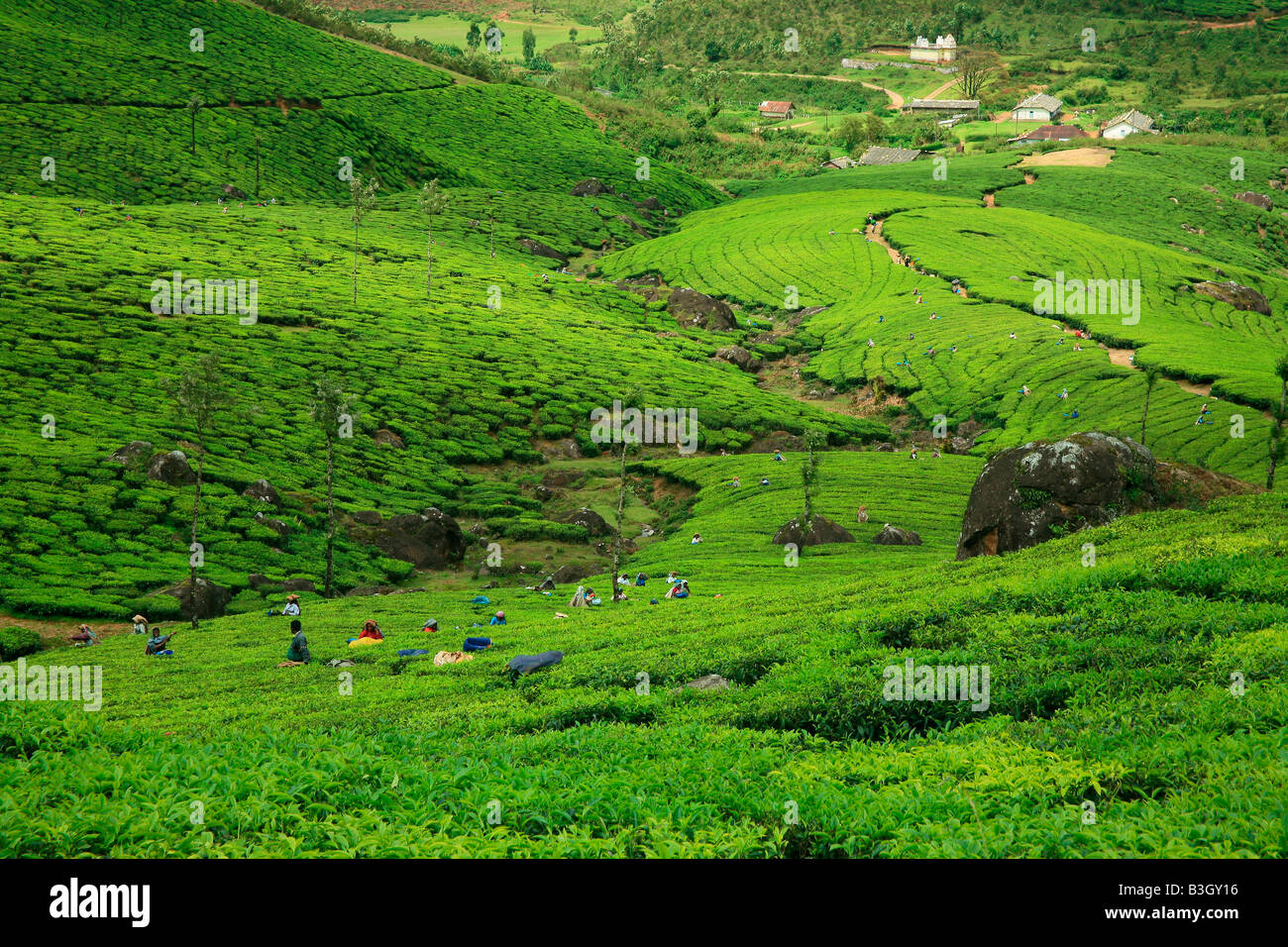 Tea Plantation or Tea estate or Tea Garden or Tea cultivation in Munnar