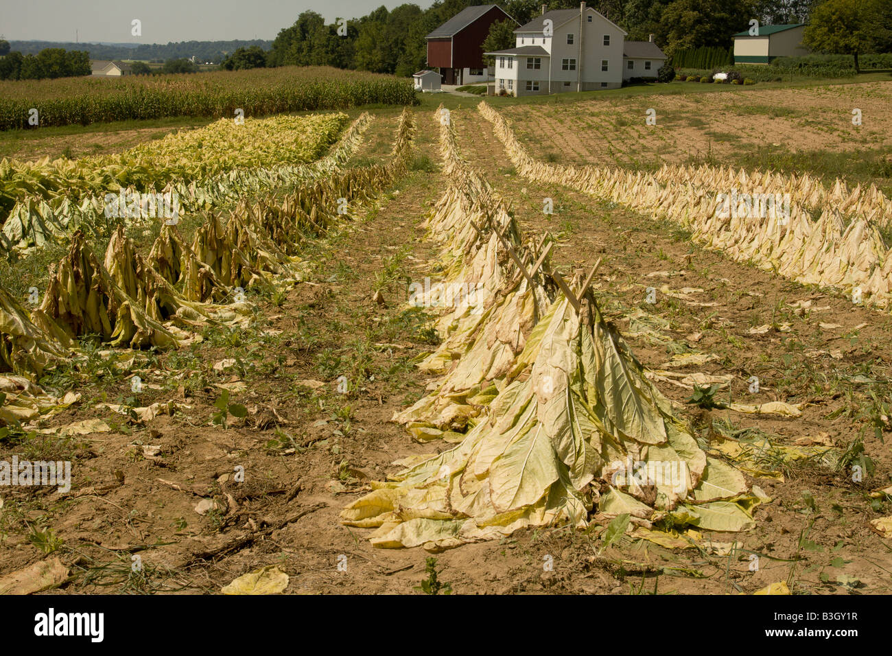Pennsylvania amish hires stock photography and images Alamy