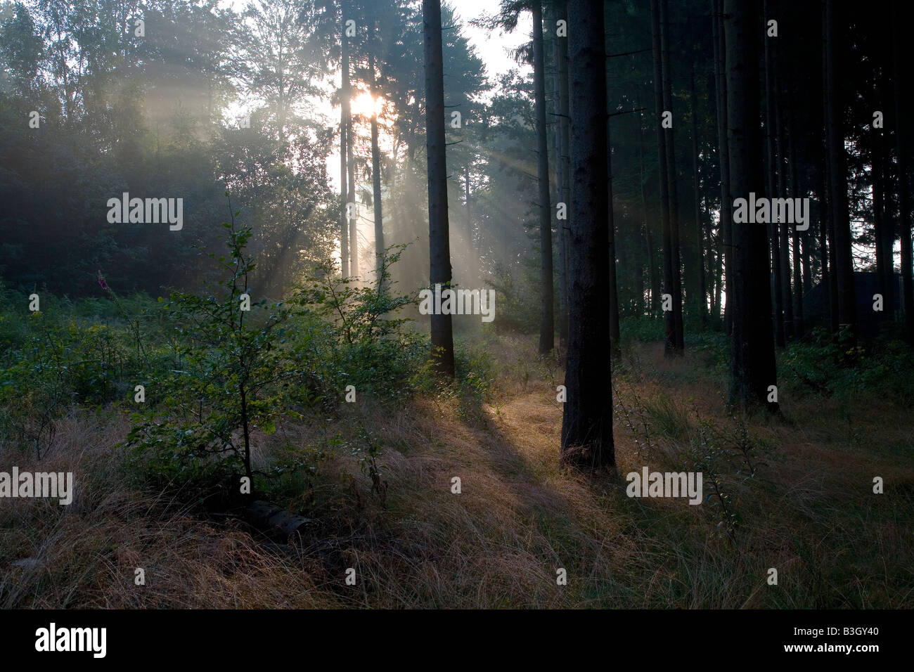 Early morning sun in a forest Stock Photo - Alamy