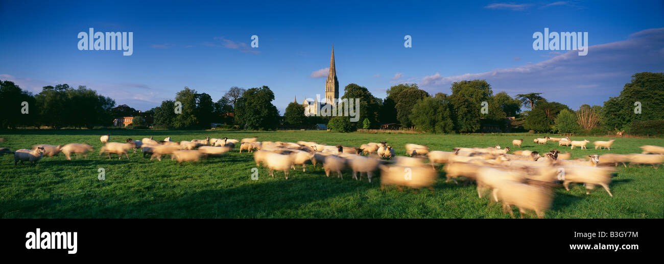 sheep on Harnham Water Meadows with Salisbury Cathedral beyond, Wiltshire, England, UK Stock Photo