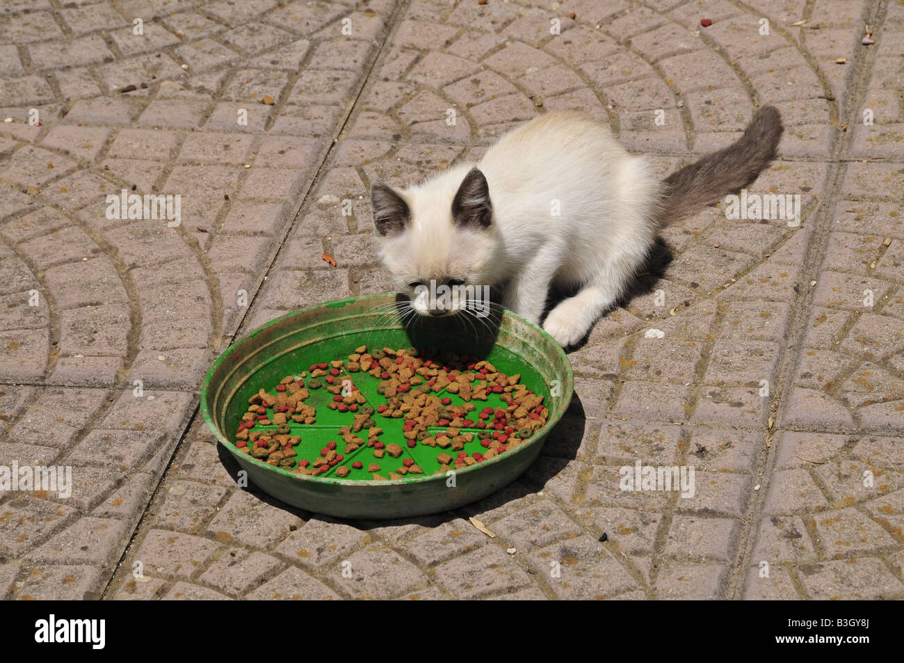 cat puppy eating biscuits Stock Photo Alamy