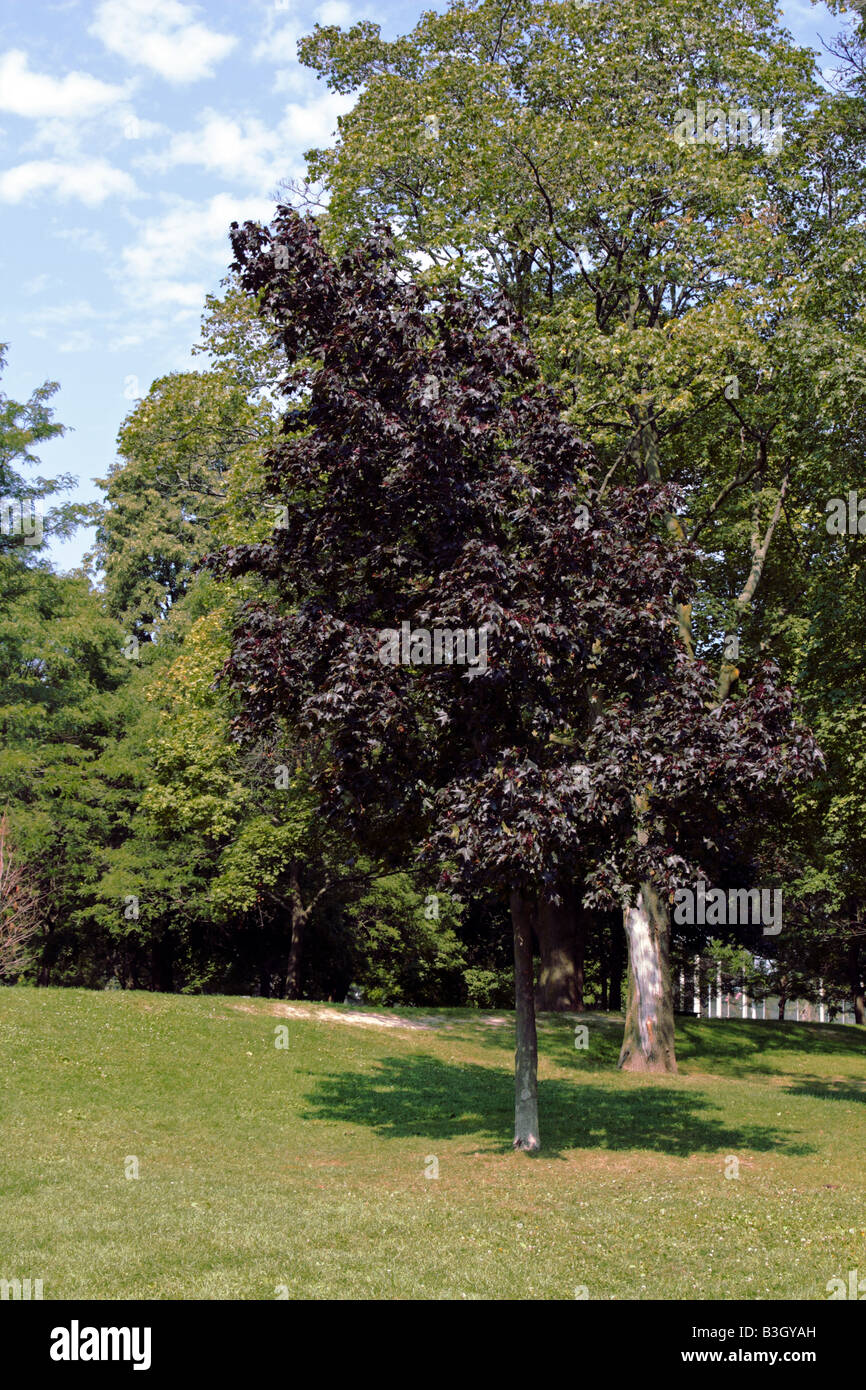 Deep red Norway Maple or Acer platanoides in its late summer foliage ...