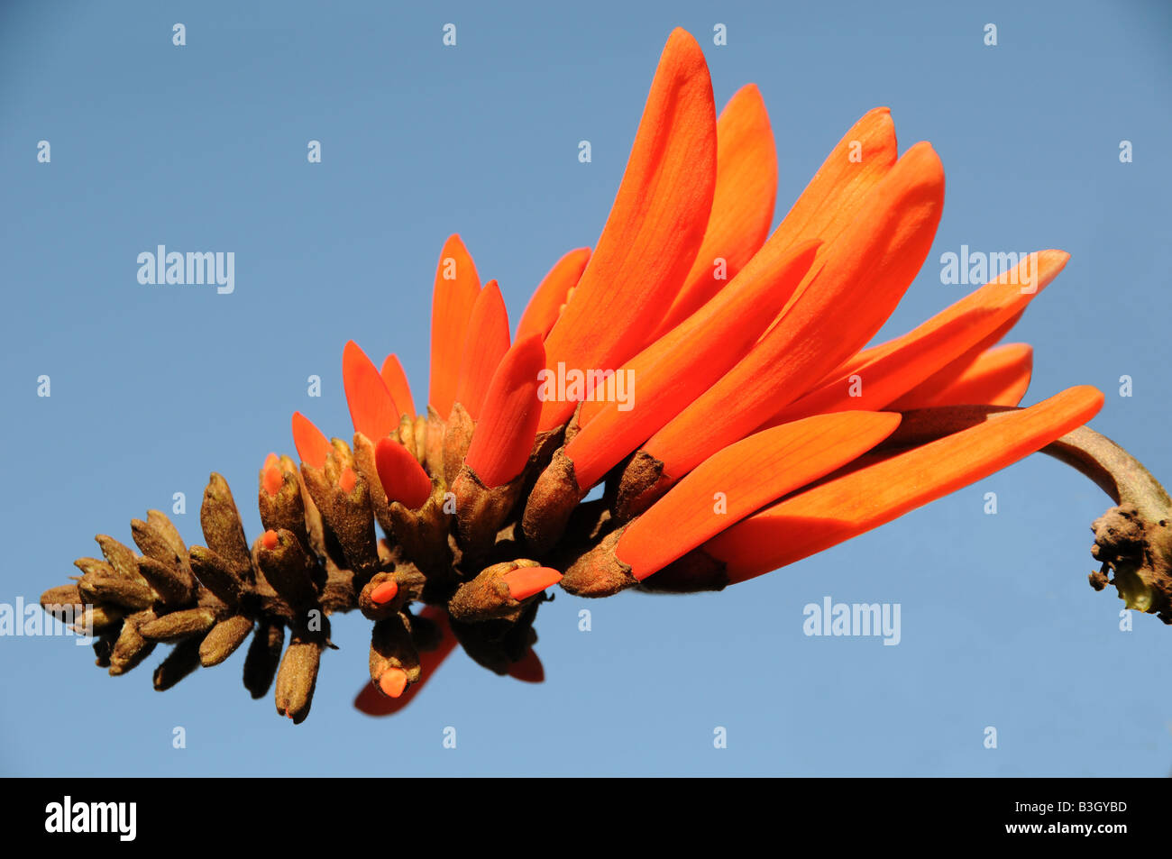 Erythrina lysistemon Flower Stock Photo