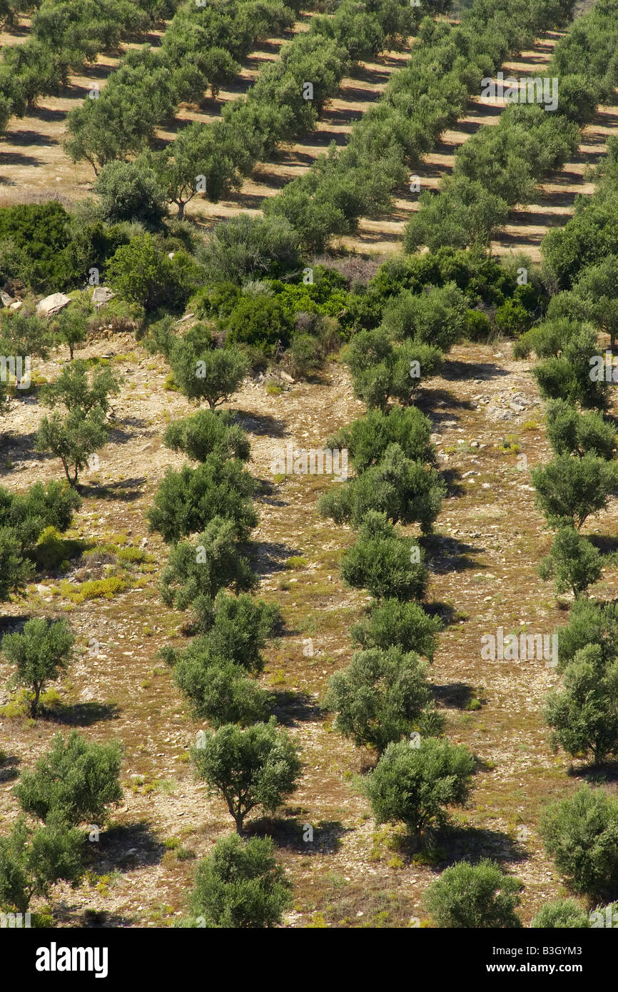 Olive grove greece hi-res stock photography and images - Alamy