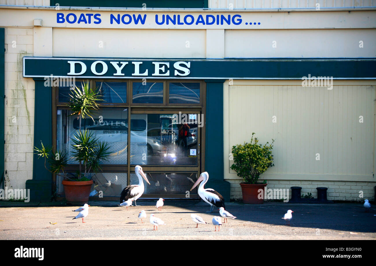 Doyles and pelicans at Sydney seafood Markets Stock Photo