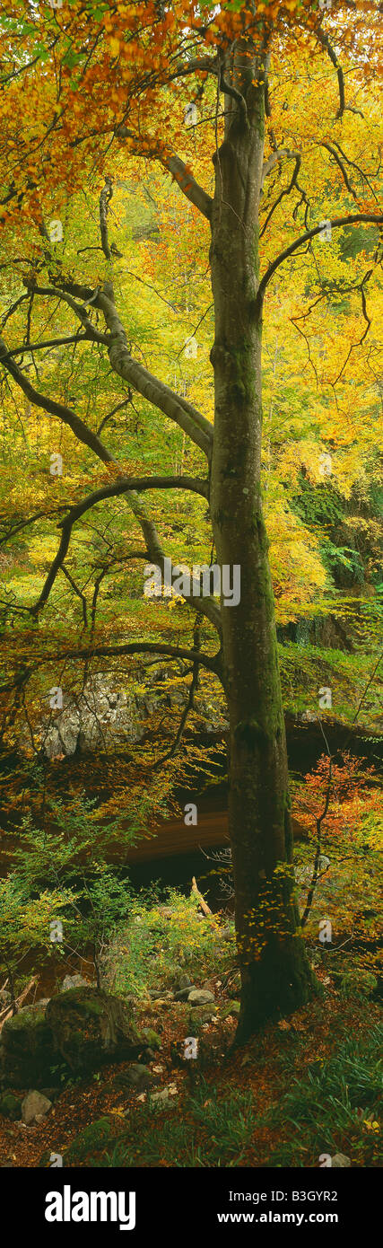 autumn colours; a European beech tree in autumn woodland (fagus sylvatica), Killiecrankie, Perthshire, Scotland, UK Stock Photo