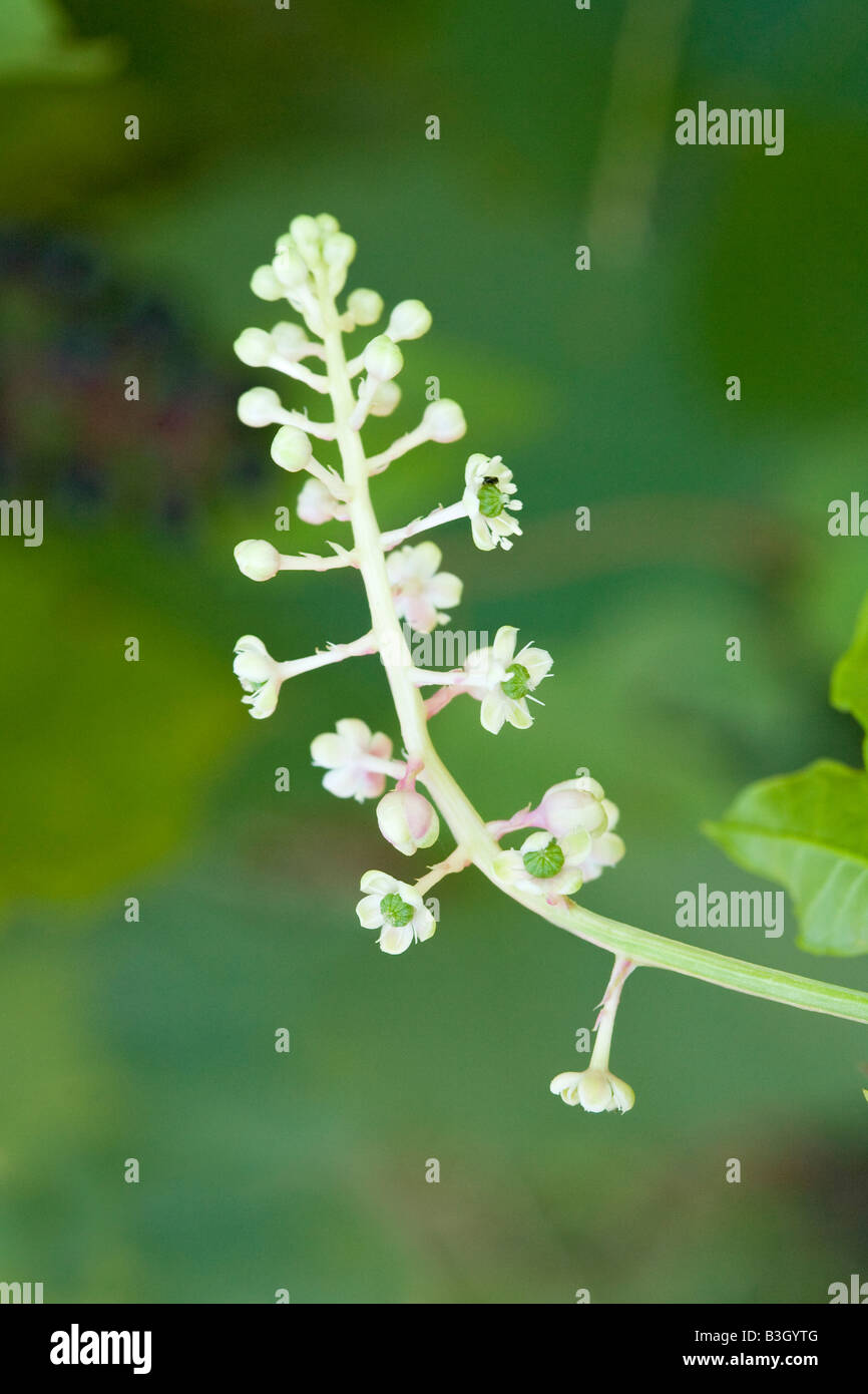 Pokeweed Phytolacca americana Aurora Missouri United States 26 August Flower Phytolaccaceae Stock Photo