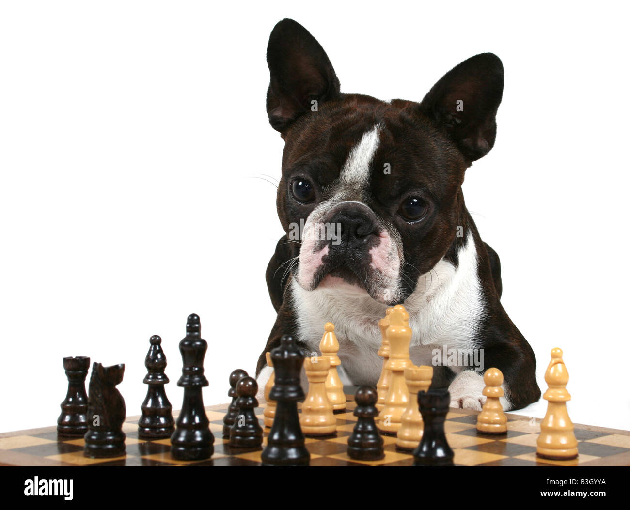 a boston terrier playing a game of chess Stock Photo