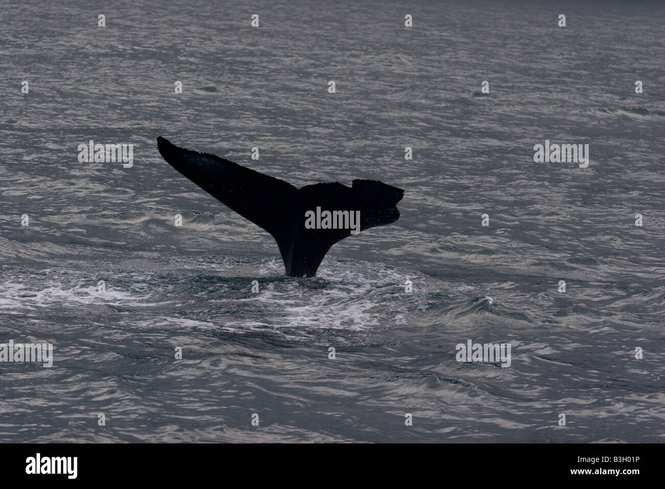 Humpback whale tail, Husavik, iceland Stock Photo - Alamy