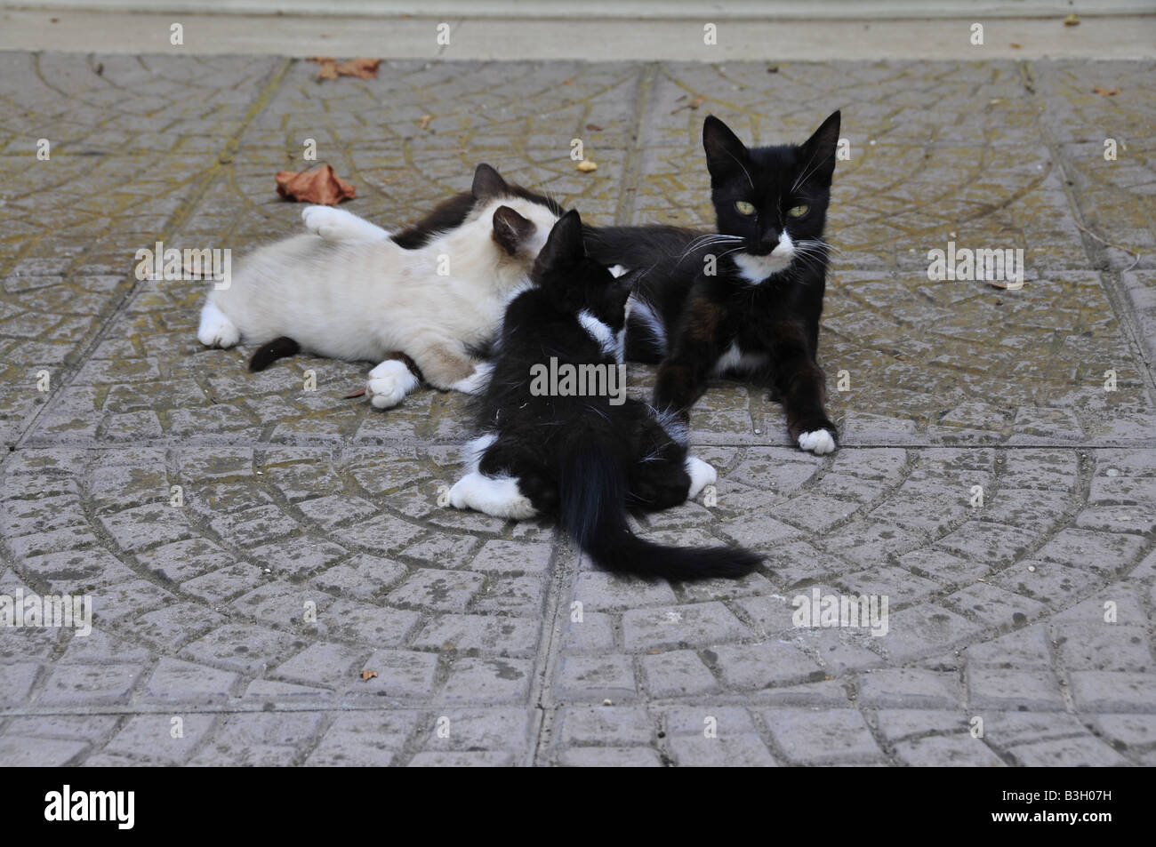 puppy cats breastfeeding from mother Stock Photo Alamy