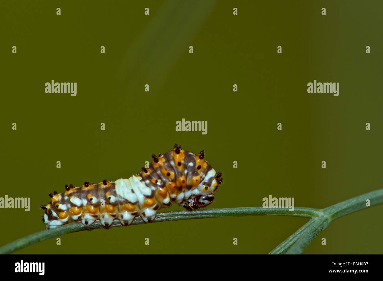 Image of a Spicebush Swallowtail catapillar Stock Photo