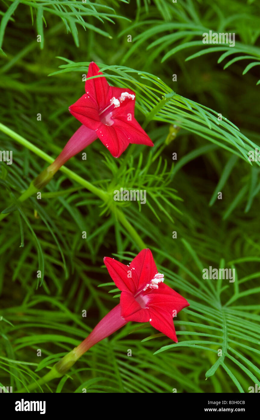 Image of a Cypress vine flower with green background This flower is also known as cardinal climber or star glory Stock Photo
