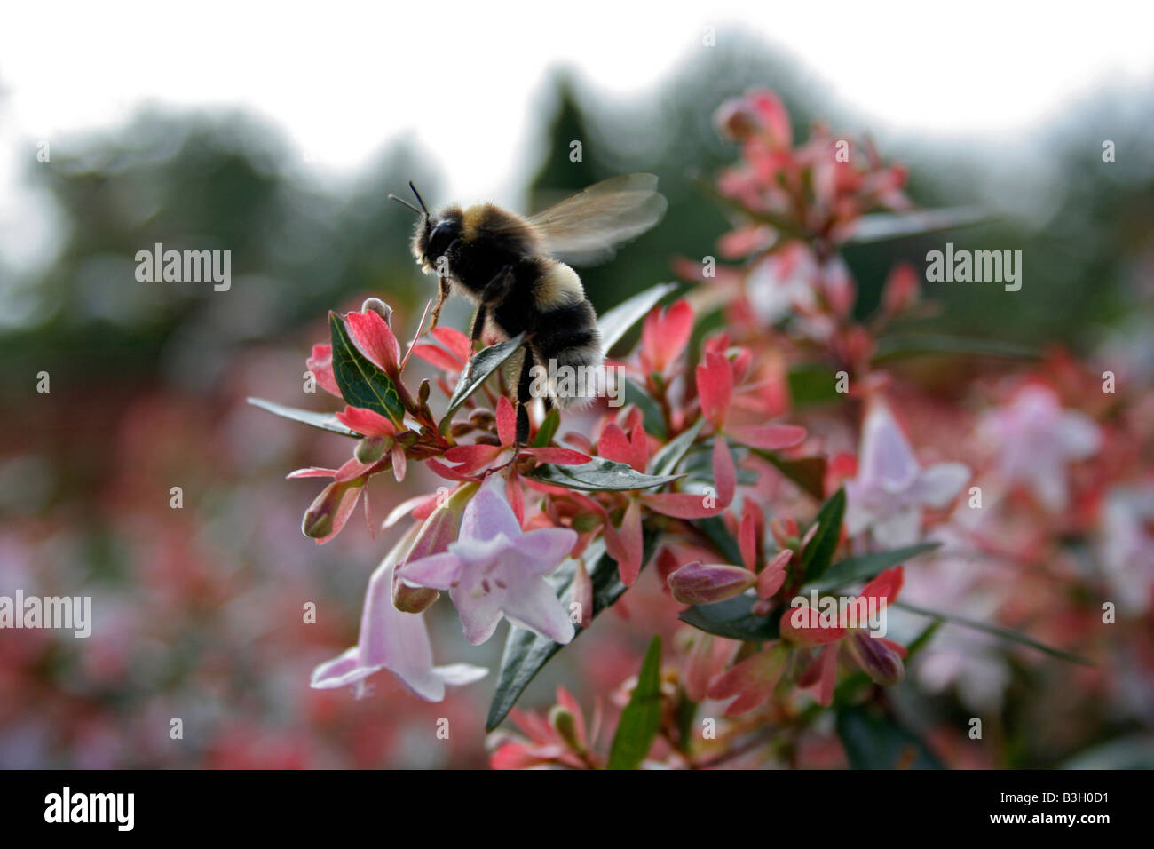 Abelia hires stock photography and images Alamy