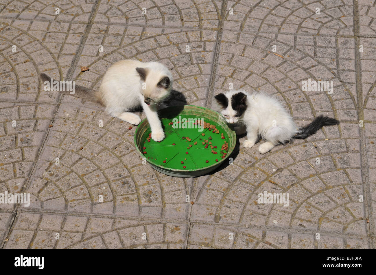 two puppy cats eating biscuits Stock Photo Alamy