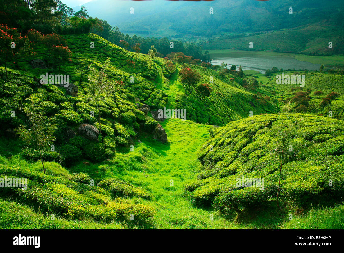 Tea Plantation or Tea estate or Tea Garden or Tea cultivation in Munnar