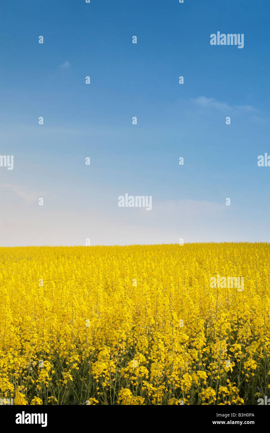 field of rapeseed Stock Photo
