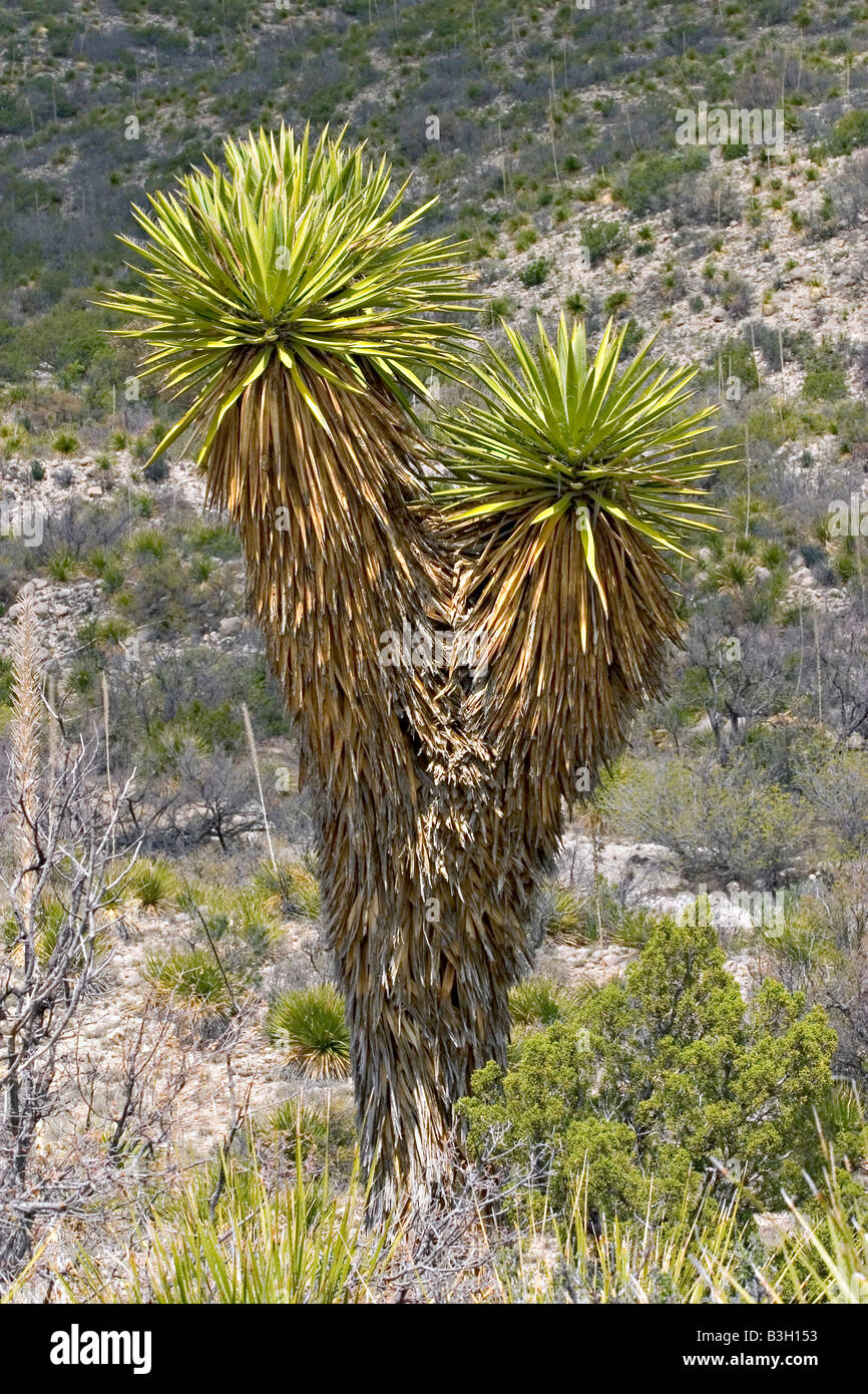 Eve's Needle Yucca faxoniana Guadalupe Mountain National Park Texas United States 8 April Agavaceae Stock Photo