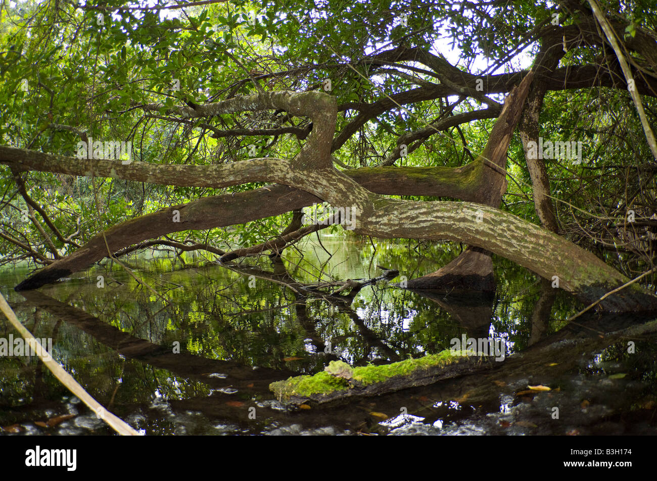 Fallen branches on the shoreline of a jungle river in Bonito, Mato Grosso do Sul Brazil Stock Photo