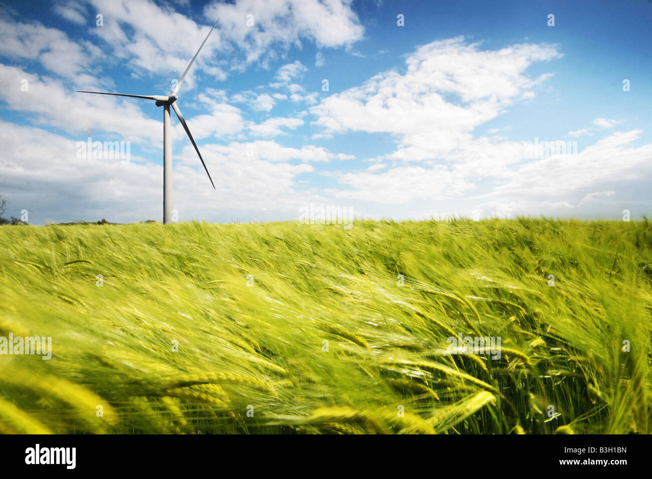 wind turbine in a wheat field Stock Photo