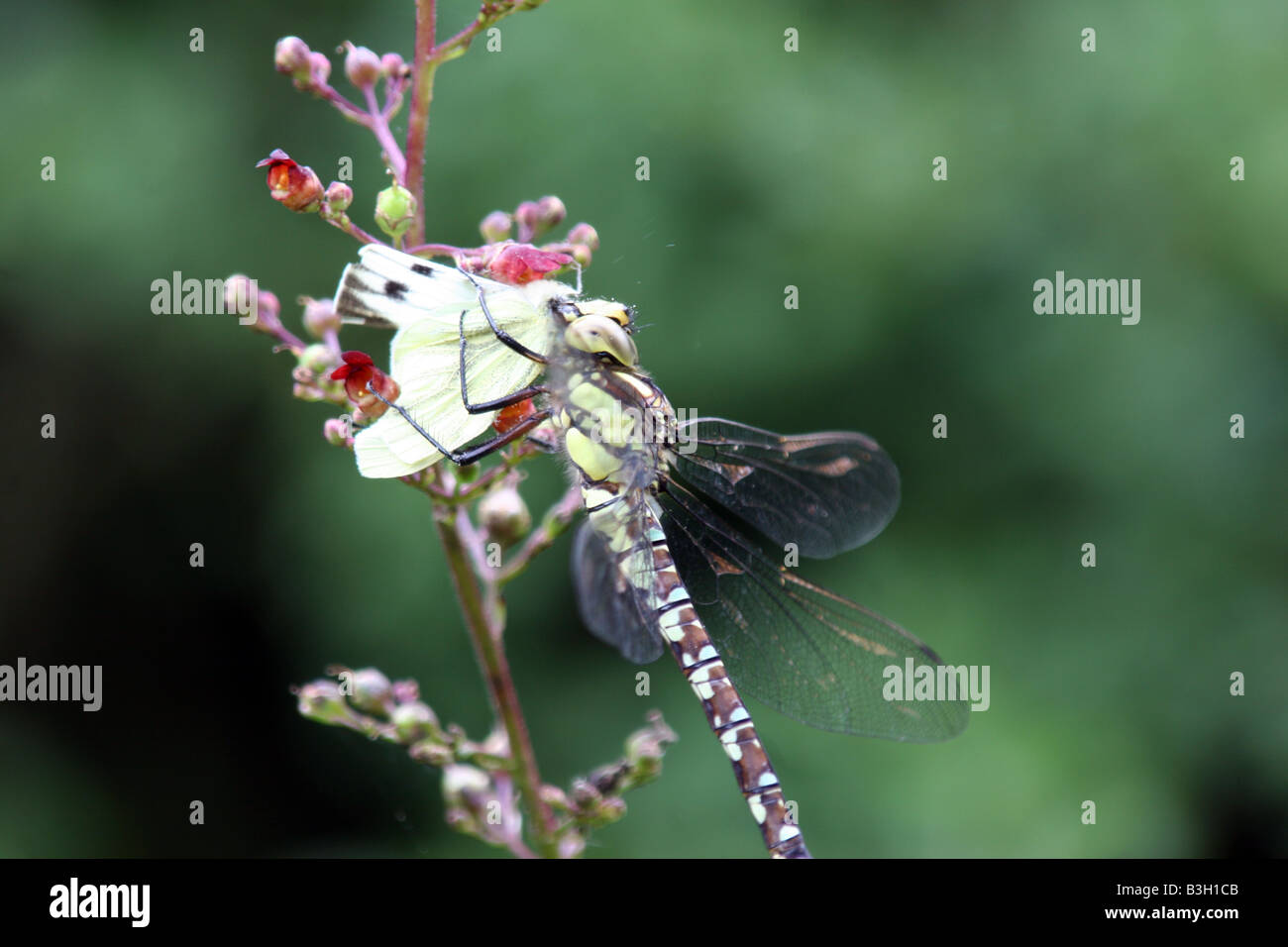 large dragonfly eating white butterfly Stock Photo Alamy