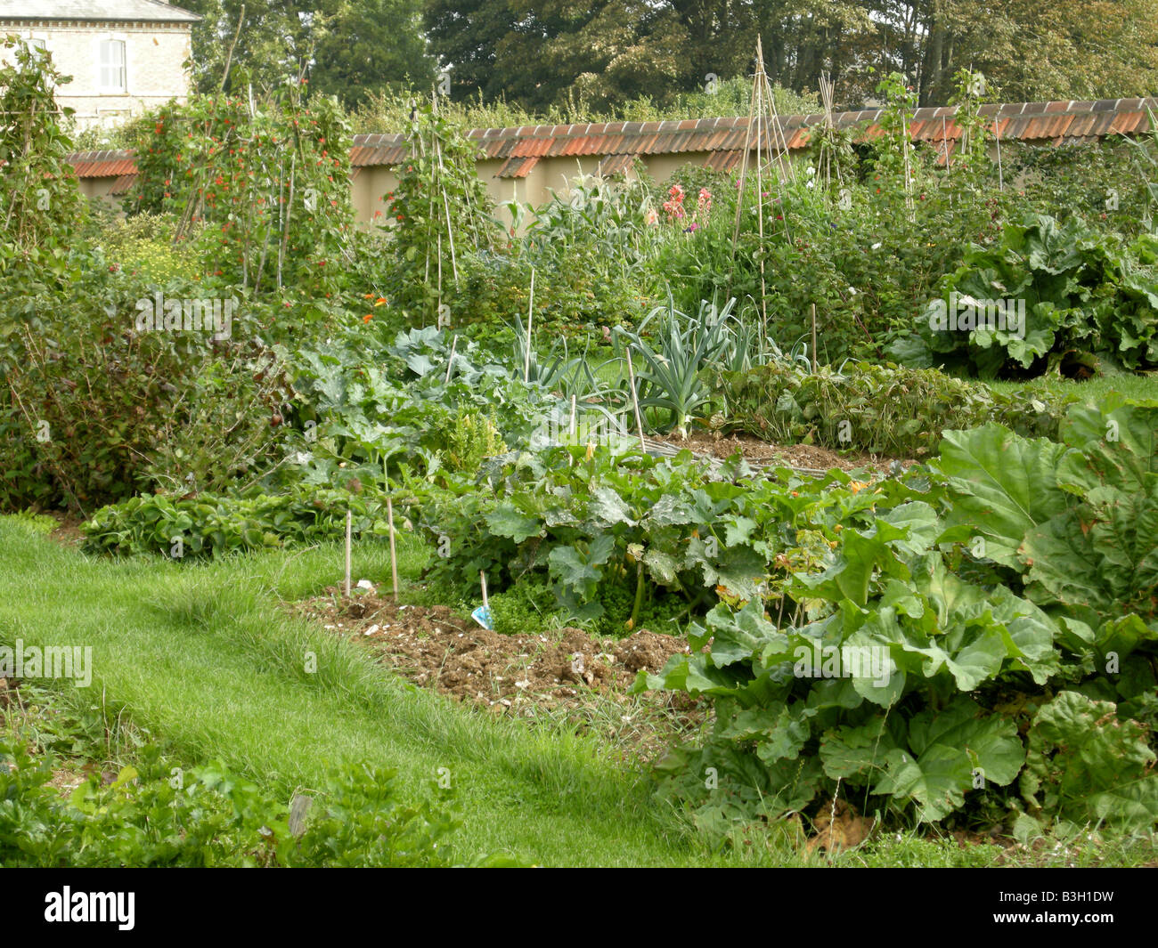 Plants in an allotment in the UK in mid summer Stock Photo Alamy