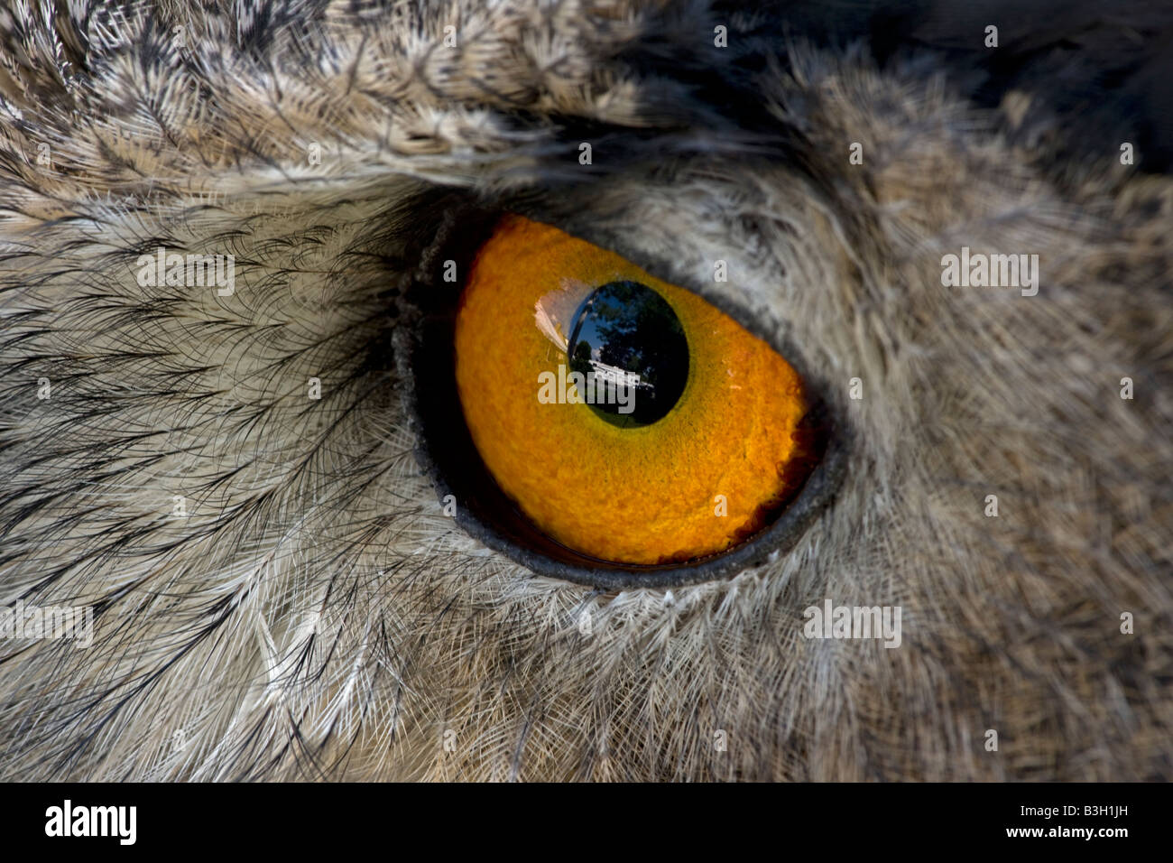 Eagle eye close up hi-res stock photography and images - Alamy